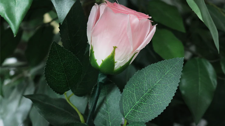 Rose Light set RED by JL Magic - Trick - Image 3